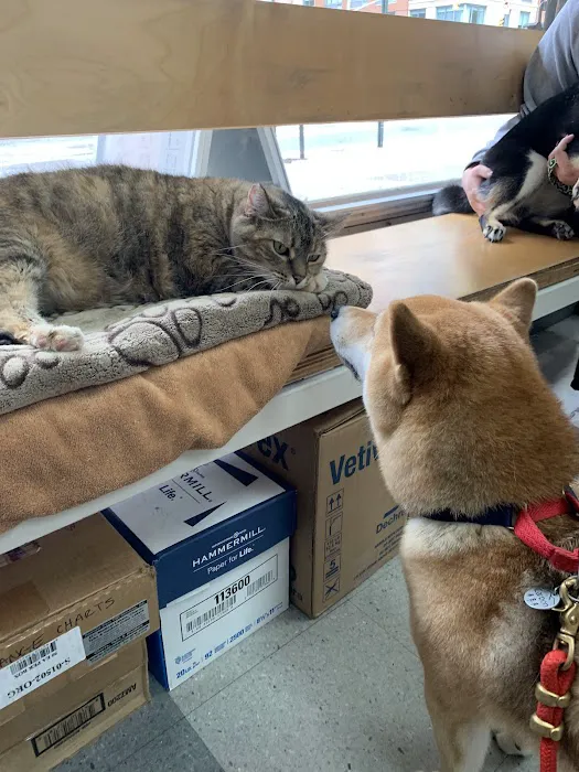 Downtown Veterinary Clinic Picture 7
