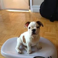 VetCierge Veterinary House Calls ico