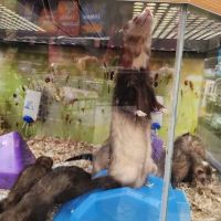 Petco ico