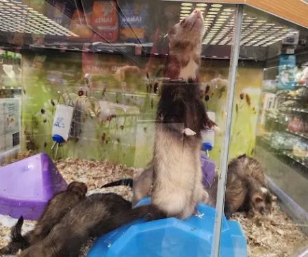 Petco