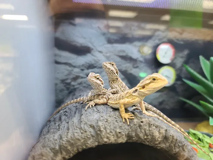Petco Picture 8