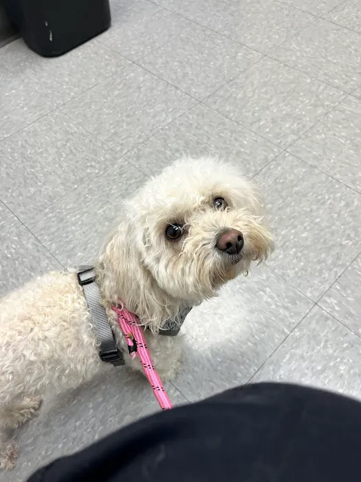 Lincoln Square Veterinary Hospital Picture 3