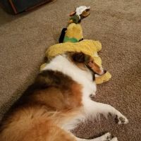 Lincoln Square Veterinary Hospital ico
