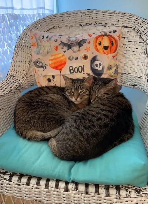 The Whole Cat and Kaboodle Picture 5