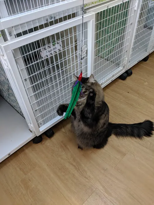 The Whole Cat and Kaboodle Picture 2