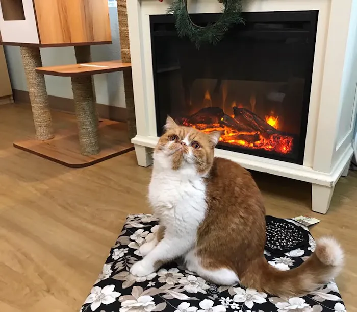 The Whole Cat and Kaboodle Picture 10