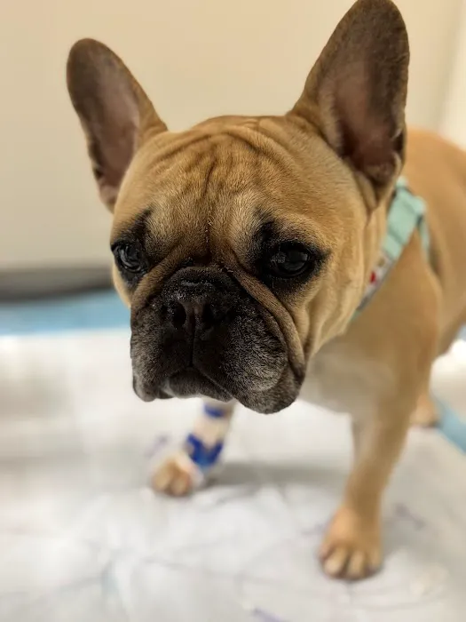 Hospital For Veterinary Surgery Picture 4