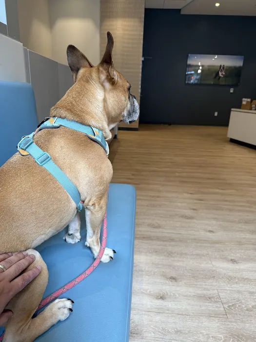 Hospital For Veterinary Surgery Picture 8