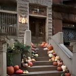 NYC Veterinary Specialists