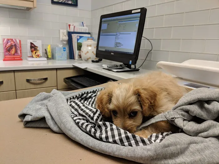 City Veterinary Care Picture 10