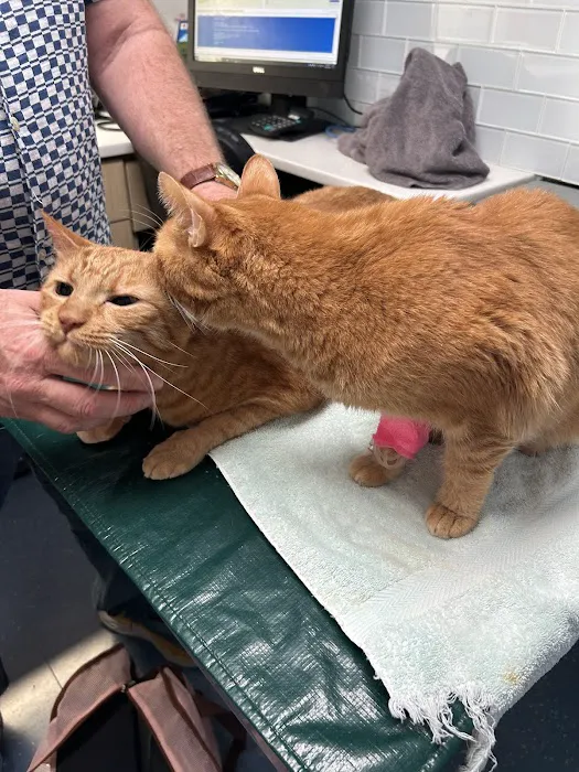 City Veterinary Care Picture 4