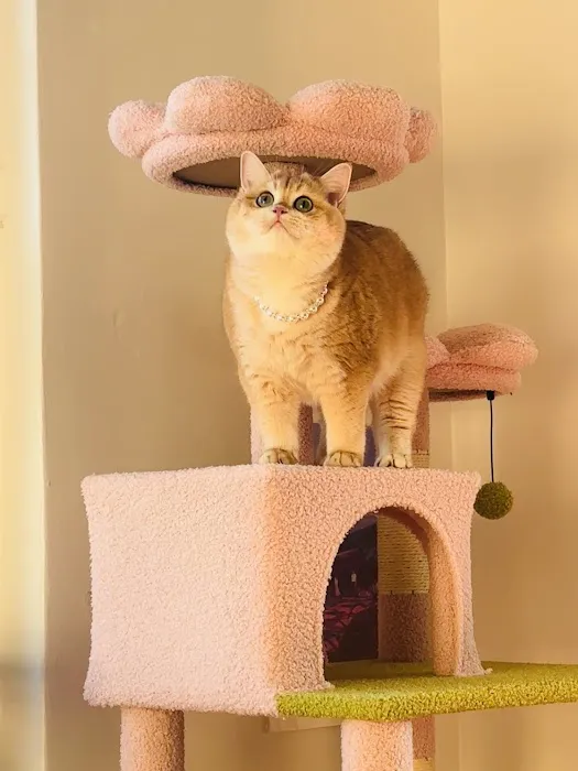 New York Cat Hospital Picture 4