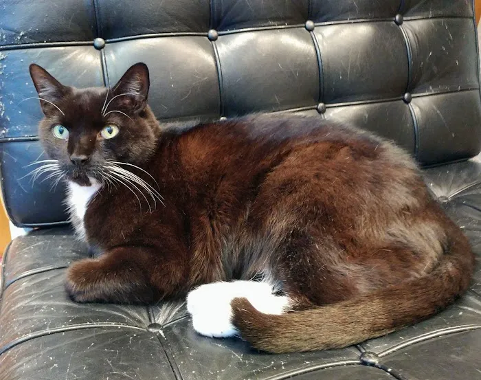 New York Cat Hospital Picture 6