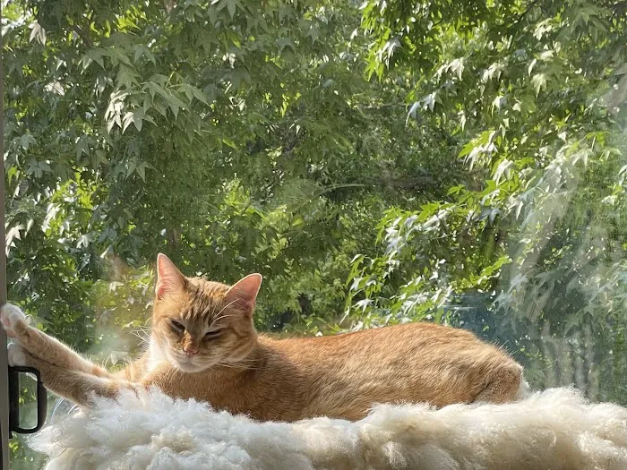 New York Cat Hospital Picture 9