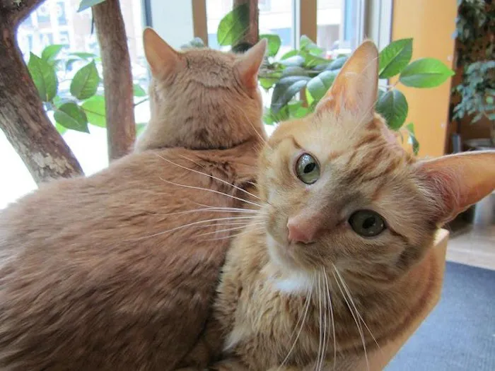 New York Cat Hospital Picture 2