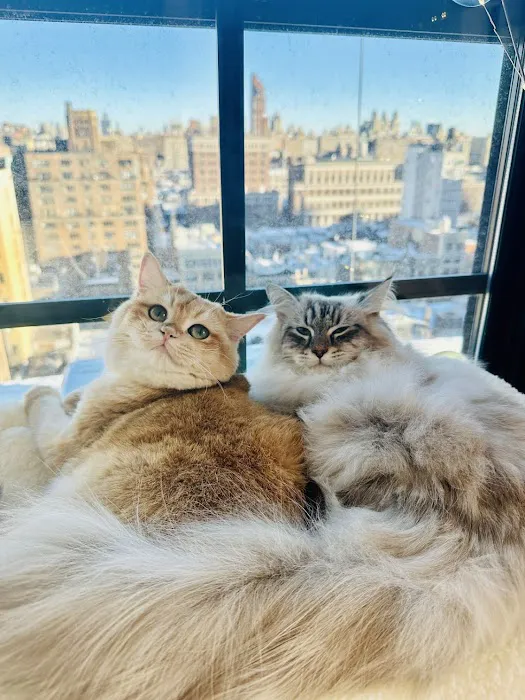 New York Cat Hospital Picture 5
