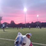 Greater Staten Island Veterinary Services