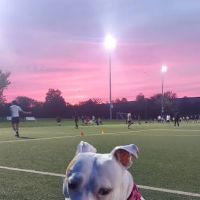 Greater Staten Island Veterinary Services ico