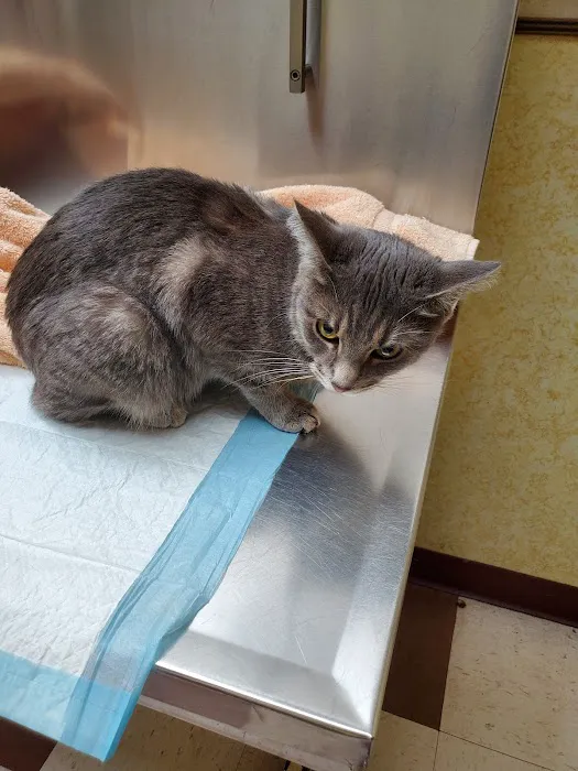 Animal Clinic of Bayonne Picture 8