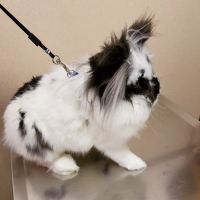 Animal Clinic of Bayonne ico