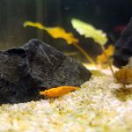 Ryan's Fish Shop