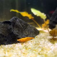 Ryan's Fish Shop ico
