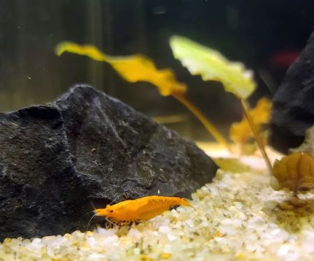 Ryan's Fish Shop