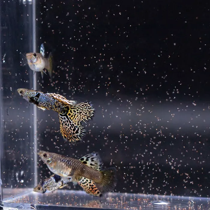 Ryan's Fish Shop Picture 5