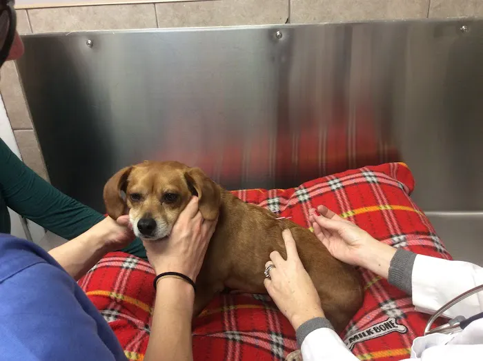 Bayonne Animal Hospital Picture 1