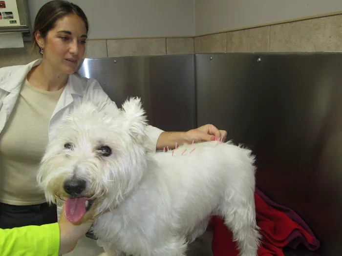 Bayonne Animal Hospital Picture 7