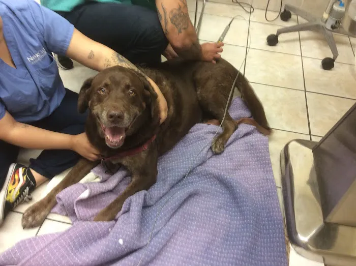 Bayonne Animal Hospital Picture 2