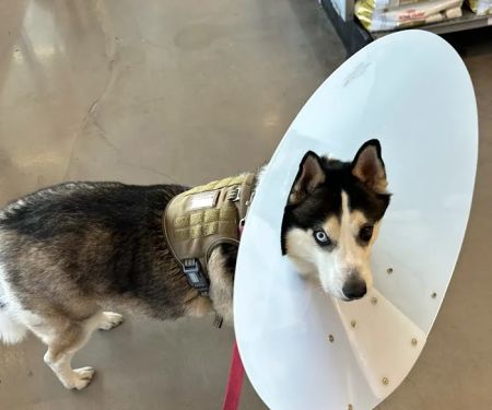 Banfield Pet Hospital