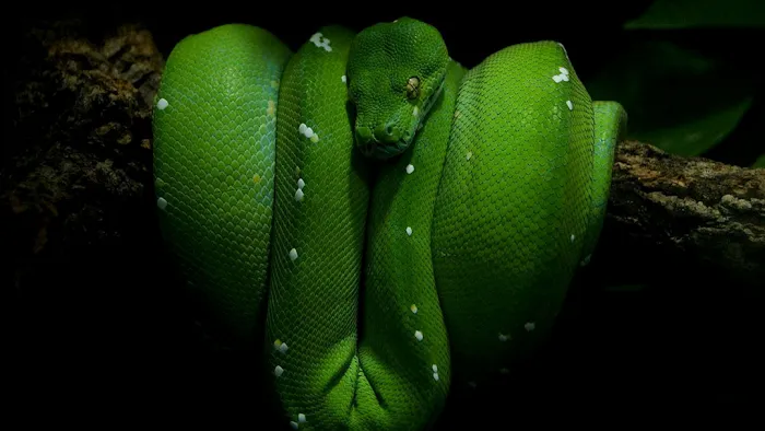 Hewitt Reptile Emporium Picture 9