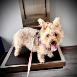 Animal House Veterinary Hospital