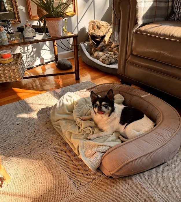 Animal House Veterinary Hospital Picture 9