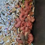 Sweet4Serpents