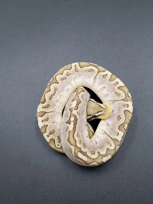 Sweet4Serpents Picture 2