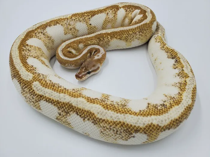 Sweet4Serpents Picture 5