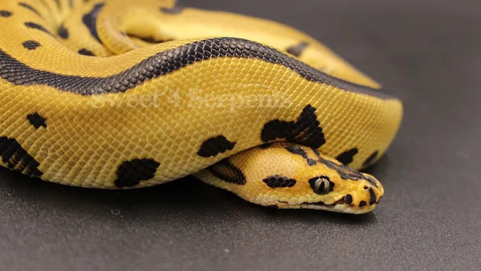 Sweet4Serpents Picture 4