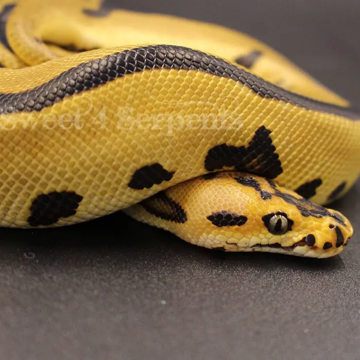 Sweet4Serpents Picture 7