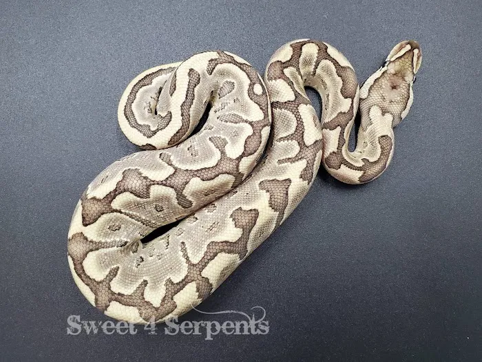 Sweet4Serpents Picture 9