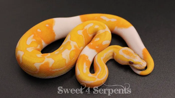 Sweet4Serpents Picture 3