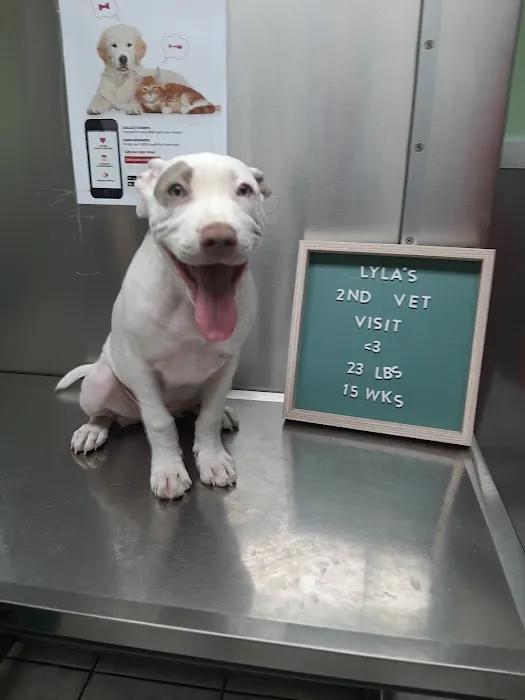 Staten Island Veterinary Group Picture 6
