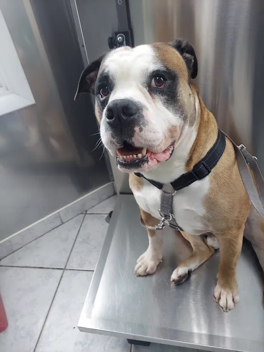 Staten Island Veterinary Group Picture 10