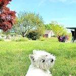 Montville Animal Hospital
