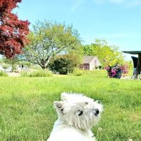 Montville Animal Hospital ico