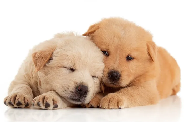 Montville Animal Hospital Picture 4