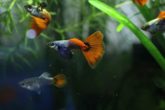 DENSMORE AQUA FARM Picture 1