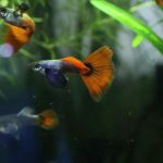 DENSMORE AQUA FARM