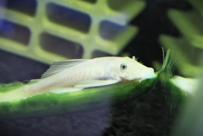 DENSMORE AQUA FARM Picture 4